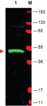 Anti-LDB1 Rabbit Polyclonal Antibody