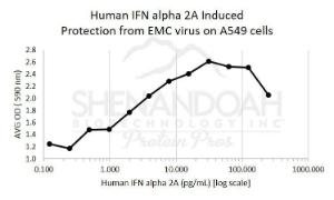 Human recombinant IFNalpha 2a (from <i>E. coli</i>)