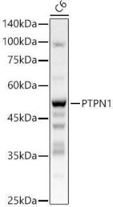 Western blot analysis of C6, using Anti-PTP1B Antibody (A309877) at 1:600 dilution