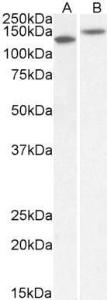 Anti-CNTN1 Goat Polyclonal Antibody