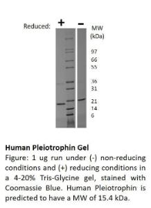 Human recombinant Pleiotrophin (from <i>E. coli</i>)