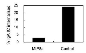 Neutrophil phagocytosis of IgA immune complexes in presence or absence (control) of MIP8a