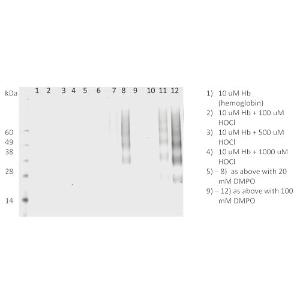 Western blot analysis of human HL 60 clone 15 eosinophils lysates showing detection of DMPO protein using Anti-DMPO Antibody [N1664A] (A304793) at 1:200