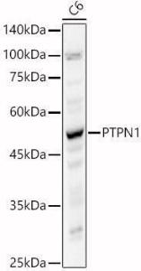 Western blot analysis of C6, using Anti-PTP1B Antibody (A309877) at 1:400 dilution