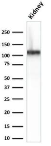 Western blot analysis of human kidney lysate using Anti-Cadherin 16 Antibody [CDH16/2125]