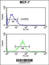 Anti-PRPF19 Rabbit Polyclonal Antibody (APC (Allophycocyanin))