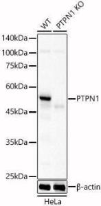 Western blot analysis of extracts from wild type(WT) and PTPN1 knockout (KO) HeLa(KO) cells, using Anti-PTP1B Antibody (A309877) at 1:400 dilution