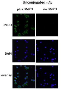 Immunocytochemistry/Immunofluorescence analysis of mouse macrophage cell line (Raw 264