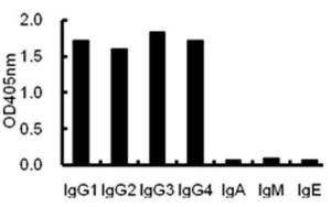 ELISA using plates coated with human antibodies with various isotypes.