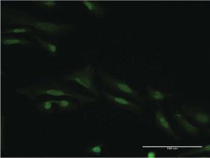 Anti-SMAD9 Mouse Monoclonal Antibody [clone: 3H2]