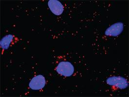 Anti-CASP3 + STK4 Antibody Pair