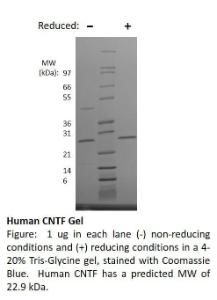 Human recombinant CNTF (from <i>E. coli</i>)