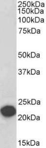 Anti-PEBP1 Antibody (A84264/Biotin) (01 µg/ml) staining of Human Cerebellum lysate (35 µg protein in RIPA buffer)