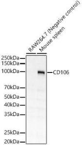 Western blot analysis of variou