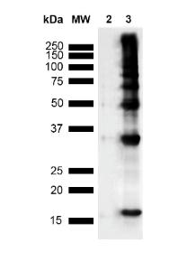 Antibody A304794-100 100 µg