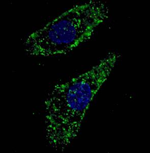 Anti-LAMP1 Rabbit Polyclonal Antibody (AP (Alkaline Phosphatase))