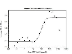 Human recombinant CNTF (from <i>E. coli</i>)