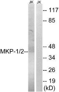 Antibody anti-MKP1 MKP2 A94952-100 100 µg