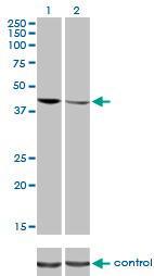 Anti-TARDBP Mouse Monoclonal Antibody [clone: 2E2-D3]