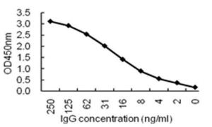 Sandwich ELISA for purified IgG using KT131 coated plate and HRP conjugated KT132