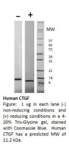 Human recombinant CTGF (from <i>E. coli</i>)