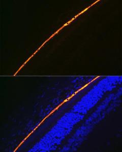 Immunofluorescence analysis of rat eye using Anti-RPE65 Antibody [ARC1659] (A308904) at a dilution of 1:100 (40x lens) DAPI was used to stain the cell nuclei (blue)