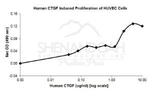 Human recombinant CTGF (from <i>E. coli</i>)