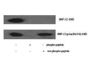 Antibody anti-MKP1 MKP2 A94952-100 100 µg