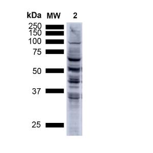 Antibody A304794-100 100 µg