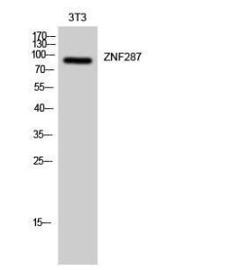 Western blot analysis of 3T3 cells using Anti-ZNF287 Antibody