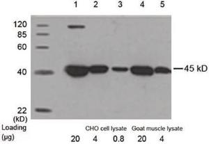 Anti-ACTB Mouse Monoclonal Antibody (HRP (Horseradish Peroxidase))