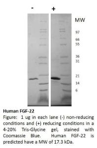 Human recombinant FGF-22 (from <i>E. coli</i>)