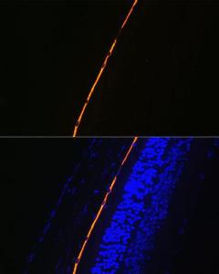 Immunofluorescence analysis of mouse eye using Anti-RPE65 Antibody [ARC1659] (A308904) at a dilution of 1:100 (40x lens) DAPI was used to stain the cell nuclei (blue)