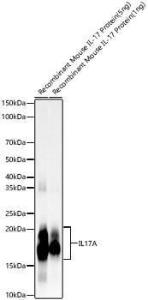 Western blot analysis of Recombinant Mouse IL-17 Protein (5ng/1ng) , using Anti-IL-17A Antibody [ARC57567] (A309880) at 1:1000 dilution. The secondary Antibody was Goat Anti-Rabbit IgG H&L Antibody (HRP) at 1:10000 dilution