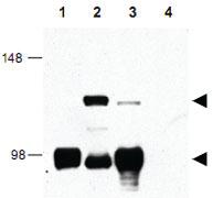 Anti-CRTC1 Rabbit Polyclonal Antibody