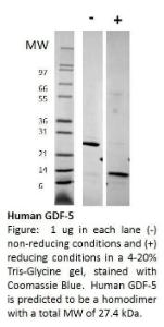 Human Recombinant GDF-5 (from <i>E. coli</i>)