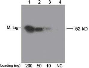 Anti-MYC Mouse Monoclonal Antibody (Biotin)