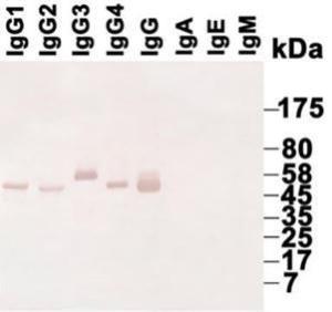 Western blotting using purified immunoglobulins