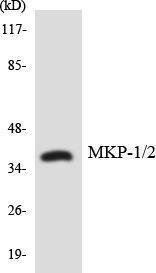 Western blot analysis of the lysates from HepG2 cells using Anti-MKP1 + MKP2 Antibody