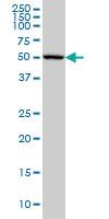 Anti-ADCK3 Mouse Monoclonal Antibody [clone: 6G10]