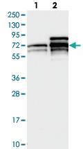 Anti-PRCC Rabbit Polyclonal Antibody