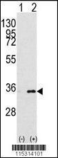 Anti-PHB2 Rabbit Polyclonal Antibody (HRP (Horseradish Peroxidase))