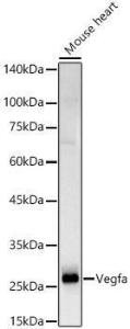 Antibody A309882-100 100 µl