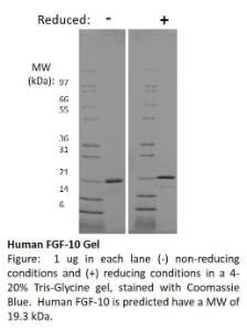 Human recombinant IFN-gamma (from <i>E. coli</i>)