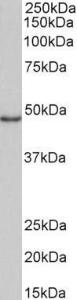 Anti-CD40 Antibody (A82707) (1µg/ml) staining of Daudi lysate (35µg protein in RIPA buffer). Primary incubation was 1 hour. Detected by chemiluminescence.