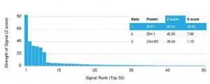 Analysis of protein array containing more than 19,000 full-length human proteins using Anti-BAP1 Antibody [BAP1/2665]