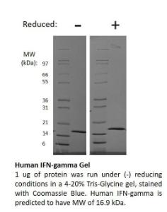 Human recombinant IFN-gamma (from <i>E. coli</i>)