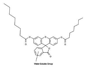 Fluorescein dicapryl 22018 5 mg