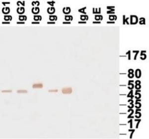 Antibody anti-IgG HRP KT131 100UG