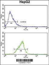 Anti-FOSB Rabbit Polyclonal Antibody